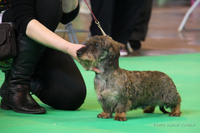 Crufts2010 248.jpg